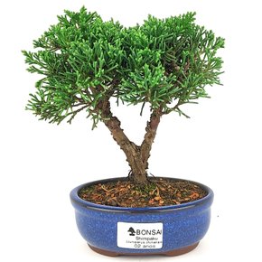bonsai_shimpaku_2_anos_19_cm_14545_1_7606c9efb1b08af8a9fb3ef0786ff9d2