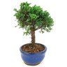 bonsai_shimpaku_2_anos_19_cm_14545_2_3528b8544f90dd5a8995bd7746989c69
