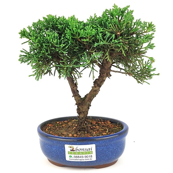 bonsai_shimpaku_2_anos_19_cm_14545_3_66198fb26e6c9b94422b0dc541a7624d