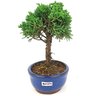 bonsai_shimpaku_2_anos_19_cm_14545_4_e9ba7caf770eee8a86403c1f025f224e