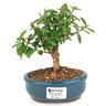 bonsai_mini_goiaba_2_anos_18_cm_14547_1_7830f3e4862224d9c2bcdc85745dcde2