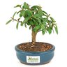 bonsai_mini_goiaba_2_anos_18_cm_14547_3_6c56bf8b31a253566fdad2e43aaba7b8
