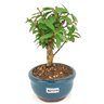 bonsai_mini_goiaba_2_anos_18_cm_14547_4_4d3276645072e25fbf860a9513ec9def