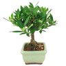 bonsai_mini_jasmim_2_anos_18_cm_14549_2_102daea91c2c775d18826283ccc943a9