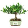 bonsai_mini_jasmim_2_anos_18_cm_14549_3_34dc1d761c640922c81c222f89cabe3b