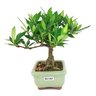 bonsai_mini_jasmim_2_anos_18_cm_14549_4_be3c5644268b3d9068b6e933858b2e74