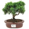 bonsai_shimpaku_4_anos_20_cm_14561_1_1d47ac6ec607576e53fc7c8257bba941