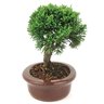 bonsai_shimpaku_4_anos_20_cm_14561_2_65434160229699415c2dc8dde35b1647
