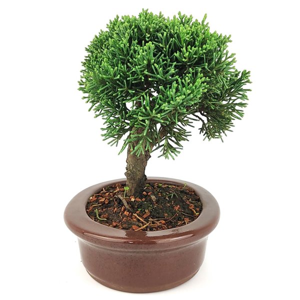 bonsai_shimpaku_4_anos_20_cm_14561_2_65434160229699415c2dc8dde35b1647
