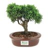 bonsai_shimpaku_4_anos_20_cm_14561_3_0e2702e48b333cba804187cad4bf0a2d