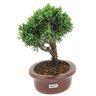 bonsai_shimpaku_4_anos_20_cm_14561_4_9433fdf72c5650f915de55ea5edbe034