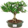 bonsai_mini_jasmim_4_anos_25_cm_14565_1_148650c6c04348c8de05a19bb28bb13e