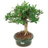 bonsai_mini_jasmim_4_anos_25_cm_14565_2_978060027c8bb2081107a99bf0336a73