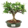 bonsai_mini_jasmim_4_anos_25_cm_14565_3_6d66f9756f5c7cd9b0a944c03fda67b7