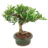 bonsai_mini_jasmim_4_anos_25_cm_14565_4_d27c4ec726e7d3f06af949bdb9e68bcd