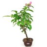 bonsai_primavera_2_anos_37_cm_14571_2_cfdacd83869425d82b6d31e8bfba069e