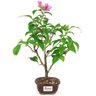 bonsai_primavera_2_anos_37_cm_14571_3_a2e71374c8a306933a160f6a32c63d87