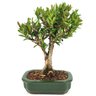 bonsai_cereja_silvestre_4_anos_27_cm_14575_1_38bdb79cb7d905f7eb8b394db9628658