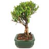 bonsai_cereja_silvestre_4_anos_27_cm_14575_2_9854c60d5f57cea1f13090973cdc70ec