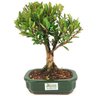 bonsai_cereja_silvestre_4_anos_27_cm_14575_3_a0f5dad1f2f2a103d15f1825987f8727