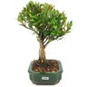 bonsai_cereja_silvestre_4_anos_27_cm_14575_4_cd9a91481515974fae743385eaead9eb