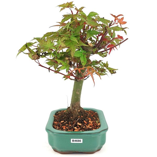 bonsai_acer_deshojo_4_anos_27_cm_14583_4_5d8a38540826b1e2a2c6baa1fb4fd075