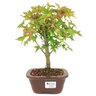bonsai_acer_palmatum_3_anos_28_cm_14587_1_c06eaa9c96a1250f5f4aa68885c80d28