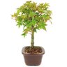 bonsai_acer_palmatum_3_anos_28_cm_14587_2_bdb664c472283644f8d2e9c0232cfa56