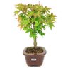 bonsai_acer_palmatum_3_anos_28_cm_14587_4_10bfa46b5b84f4191a90506fa7d9ae80