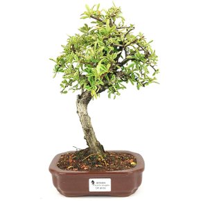 bonsai_piracanta_variegata_4_anos_31_cm_14593_1_5c105fc5559b18f734f219a6c38ec549
