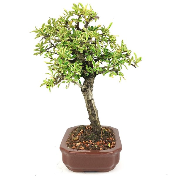 bonsai_piracanta_variegata_4_anos_31_cm_14593_2_9f28c700de4cbbf804e5c1f0b42d6ef2