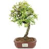 bonsai_piracanta_variegata_4_anos_31_cm_14593_3_a1876345b4269d820bdc304ebaa873c1