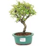 bonsai_piracanta_variegata_3_anos_28_cm_14597_1_bd5593d4a76ffb8de4124fce81b164cc