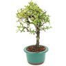 bonsai_piracanta_variegata_3_anos_28_cm_14597_2_1ea784c245896126514a9d225eb8202e
