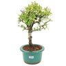 bonsai_piracanta_variegata_3_anos_28_cm_14597_4_38ac40fec407b508b62def13d1269996