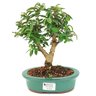 bonsai_mini_goiaba_4_anos_26_cm_14601_1_bbba5b41a764a71d894fadc71e96279d