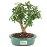 bonsai_mini_goiaba_4_anos_26_cm_14601_3_9d0fa985e82c321a62606bc3fde82609