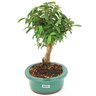 bonsai_mini_goiaba_4_anos_26_cm_14601_4_0ad3f1e35bbe8ada9212698c56472a14