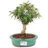 bonsai_mini_goiaba_4_anos_26_cm_14603_1_626620310cb91a97f5b93e97b5e5094d