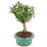 bonsai_mini_goiaba_4_anos_26_cm_14603_2_b73710d0a7108cb3f50b1c1dff0ae9c6