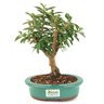 bonsai_mini_goiaba_4_anos_26_cm_14603_3_575531774459392a95276dd265d8f488