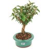 bonsai_mini_goiaba_4_anos_26_cm_14603_4_2b1b863effd45bdd78fa931e6c3387bd