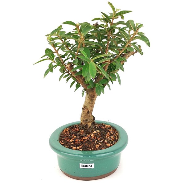 bonsai_mini_goiaba_4_anos_26_cm_14603_4_2b1b863effd45bdd78fa931e6c3387bd