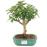 bonsai_mini_goiaba_4_anos_28_cm_14609_1_4a5cf6804bddddf1cb271e966cdefd3e