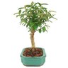 bonsai_mini_goiaba_4_anos_28_cm_14609_2_602c8fa7a00b5ee0f96edd89638ca661