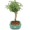 bonsai_mini_goiaba_4_anos_28_cm_14609_3_6c96b9b2585c55225655c63dc01d98f4
