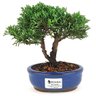 bonsai_shimpaku_2_anos_17_cm_14621_1_3f564fce5c711d7849ff54706827bb86