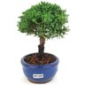 bonsai_shimpaku_2_anos_17_cm_14621_2_741bb1da5c9aa8f32154e65bcc2d72f2