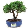 bonsai_shimpaku_2_anos_17_cm_14621_3_e78b18aa3ce00ea803fa6e7facd81464