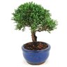 bonsai_shimpaku_2_anos_17_cm_14621_4_cde022760b132406b1e240b7556ecc6f